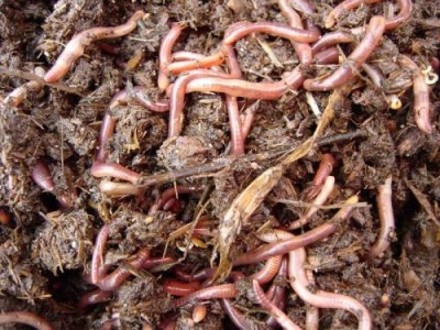 Дождевой червь превратит отходы в удобрения