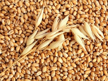 Ульяновская область в 2,6 раза увеличила экспорт зерновых