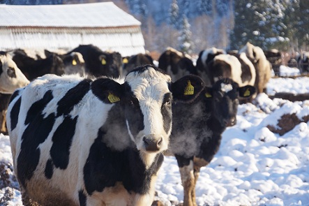 В Удмуртии производство молока показало годовой рост 5,4%