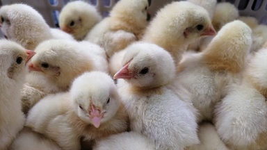В Татарстане в кооператив завезли 15 тысяч цыплят-бройлеров