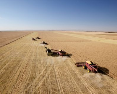 В России намолочено 81,6 млн тонн зерна - на 14 млн больше, чем в 2013 году