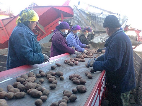 В Пензенской области снижается производство картофеля