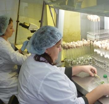 В Омской области картофель будут размножать in-vitro