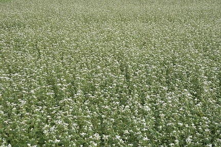 Башкирские производители экспортировали 250 тонн семян трав