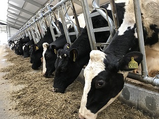 В Удмуртии количество коров-рекордисток за год выросло на 244%