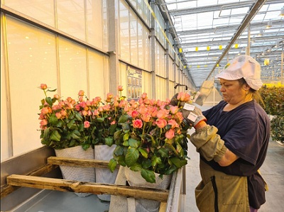 Впервые к женскому дню в торговлю поступят новосибирские розы