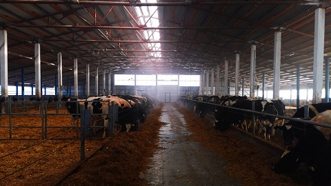 В Татарстане инвестор модернизировал молочную ферму