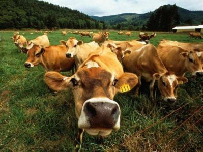 Здоровье стада - приоритет молочного производства
