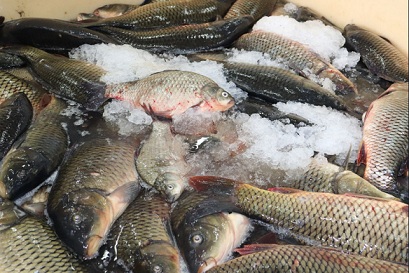 Новосибирская область увеличила экспорт рыбы