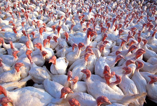 Башкирия в 2020 году в 2,4 раза увеличила производство мяса птицы