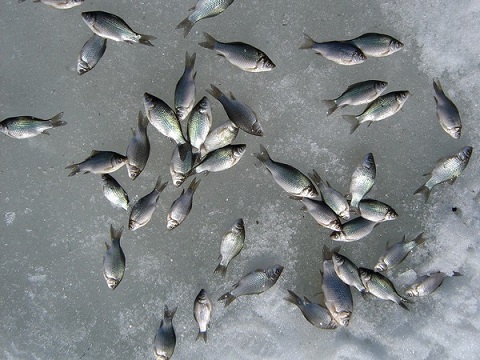В Челябинской области расследуют замор рыбы на одном из озер