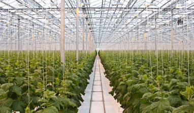 В Кузбассе растет производство тепличных овощей