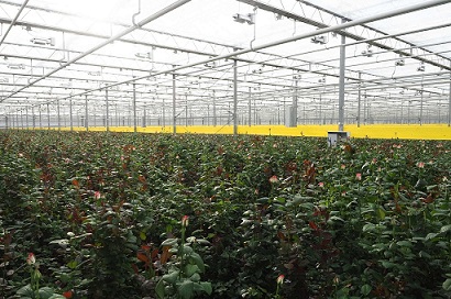 Главе Мордовии показали, как растут розы в Теньгушевском районе