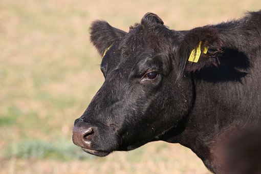 В Чувашии ЛПХ получают субсидии на содержание коров