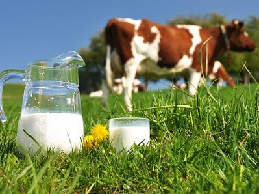 В Нижегородской области растет производство молока