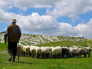 В Казахстане рассмотрели вопрос о запрете экспорта овец