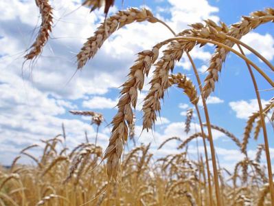 Взаимосвязь урожайности зерновых культур с плодородием почвы