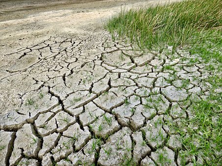 В Казахстане из-за засухи произошел падеж скота
