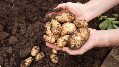 В Саратовской области дан старт уборке картофеля