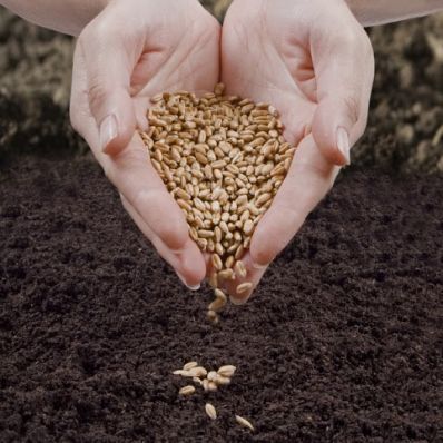 В Башкирии будут проводить госмониторинг качества зерна