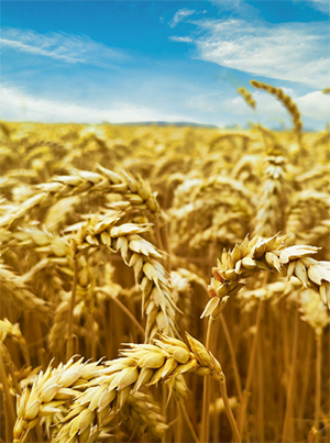 Прогноз мирового производства зерна в новом сезоне повысился  на 9 млн тонн
