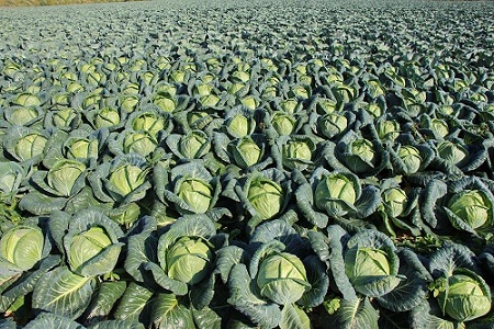 Тюменские аграрии приступили к сбору овощей