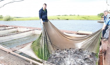 В Кузбассе увеличилось производство товарной рыбы