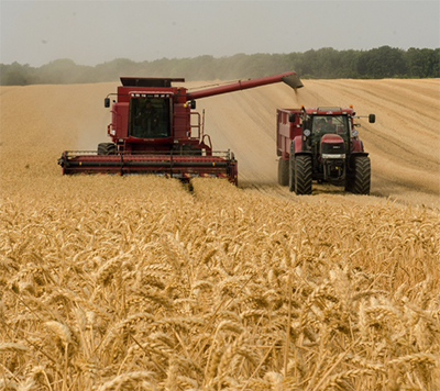 Первый прогноз урожая-2021 года: Зерновой Союз Казахстана оценивает  возможности производства и экспорта зерна