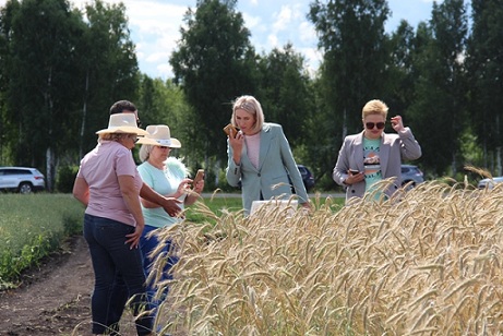 В Томской области испытывают засухоустойчивую пшеницу