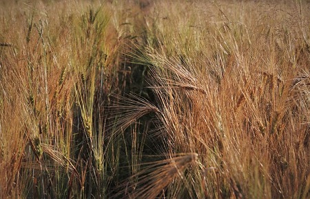 В Прикамье в связи с потерями урожая от засухи введен режим ЧС