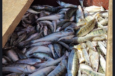 В Новосибирской области выросла добыча рыбы