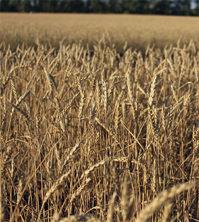 Международные эксперты снизили прогноз мирового производства зерна