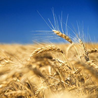 В России намолочено 98,3 млн тонн зерна