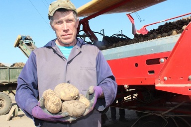 В Удмуртии убрали более половины картофеля
