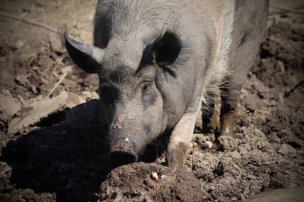 В Челябинской области выявлены очаги африканской чумы свиней