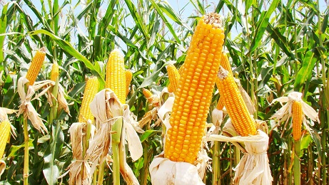 В Мордовии будет собрано более 100 тыс. т зерна кукурузы