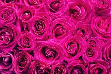 Мордовия увеличивает производство роз
