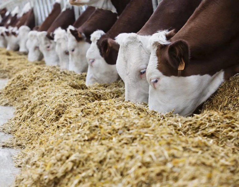 От оптимизации затрат на комбикорма к снижению себестоимости животноводческой продукции