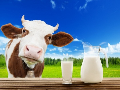 В Оренбуржье растут надои молока