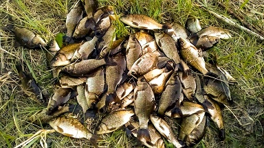 В Курганской области выросла добыча рыбы