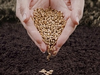 Курганское зерно нового урожая получило высокие оценки