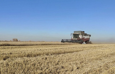 В Новосибирской области урожайность рекордно высока