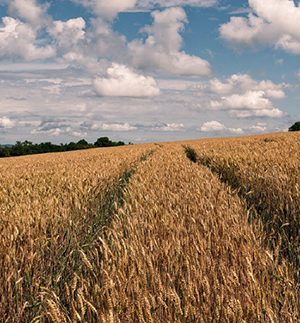 Твердая пшеница: производство, очистка и хранение