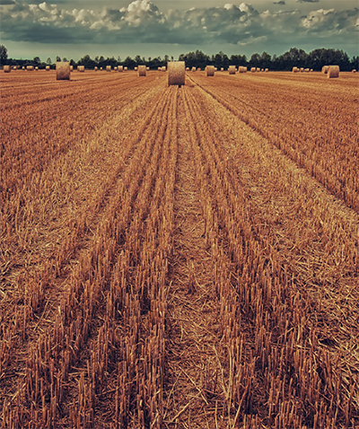 Рынок зерновых культур: прогнозы международных экспертов