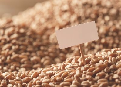 Рынок пшеницы России, Украины и Казахстана в сентябре оценен МСЗ позитивно