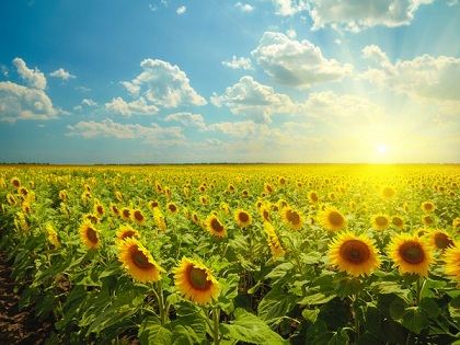 В Ульяновской области - рекордный урожай подсолнечника