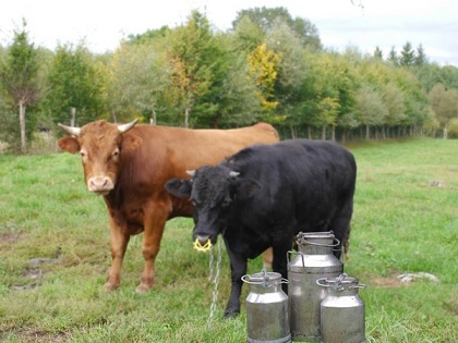 Омская область увеличила субсидии на производство молока