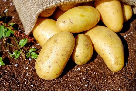В Казани обсудили выращивание картофеля в ЛПХ