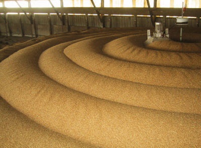 В Курганской области цифровизовали пункт приемки зерна