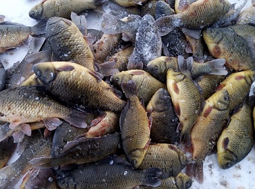 В Курганской области растет добыча рыбы